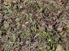 Salvia lyrata