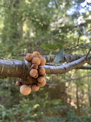 Cyttaria hariotii