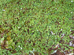 Ellisiophyllum pinnatum