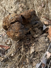 Pisolithus