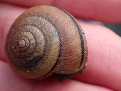 Helminthoglypta stiversiana