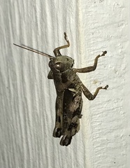 Melanoplus ponderosus