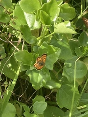 Lycaena edna