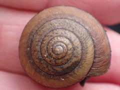 Helminthoglypta stiversiana