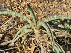 Sansevieria aethiopica