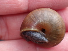 Helminthoglypta stiversiana