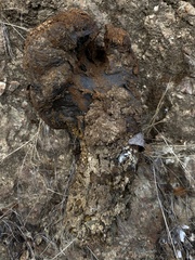 Pisolithus