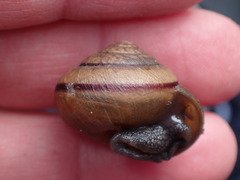 Helminthoglypta stiversiana