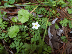 Ellisiophyllum pinnatum