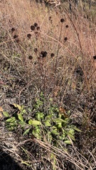 Rudbeckia missouriensis