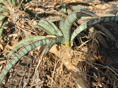 Sansevieria aethiopica
