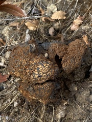 Pisolithus