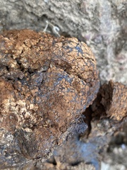 Pisolithus