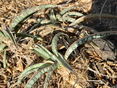 Sansevieria aethiopica