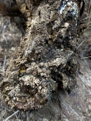 Pisolithus