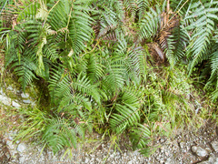 Pteridium revolutum