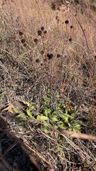 Rudbeckia missouriensis