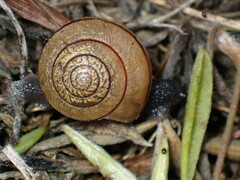 Helminthoglypta stiversiana