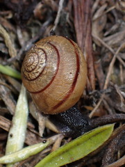 Helminthoglypta stiversiana