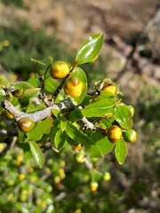 Ochna inermis