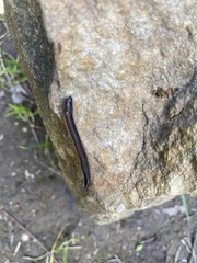 Ommatoiulus moreleti