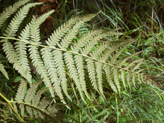 Pteridium revolutum