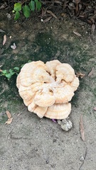 Laetiporus