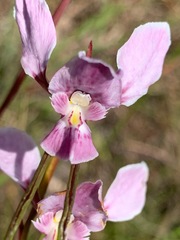Diuris punctata