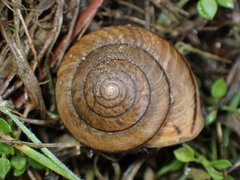 Helminthoglypta stiversiana