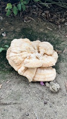 Laetiporus