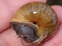 Helminthoglypta stiversiana