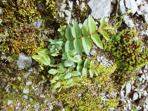 Coriaria japonica, photograph 4
