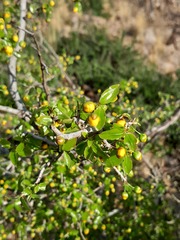 Ochna inermis