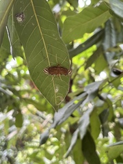 Strepsinoma croesusalis