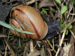 Helminthoglypta stiversiana