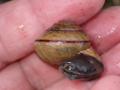 Helminthoglypta stiversiana