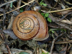 Helminthoglypta stiversiana