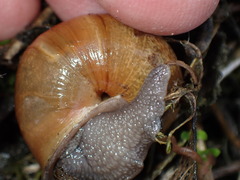 Helminthoglypta stiversiana