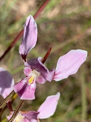 Diuris punctata