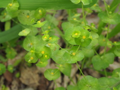 Euphorbia roemeriana