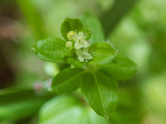 Galium formosense