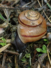 Helminthoglypta stiversiana