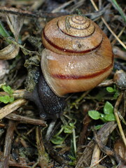 Helminthoglypta stiversiana
