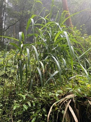 Miscanthus floridulus