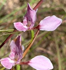 Diuris punctata
