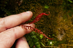 Blechnum membranaceum