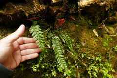 Blechnum membranaceum
