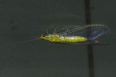 Italochrysa insignis