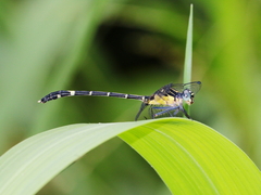 Austrogomphus prasinus