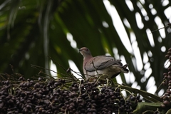 Patagioenas cayennensis